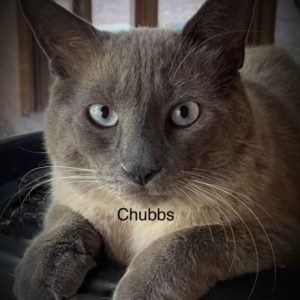 chubbs